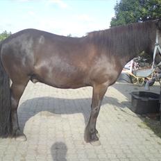 Islænder Reykur fra Vrønding