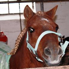 Anden særlig race Kasper