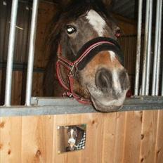 Anden særlig race Bonnie