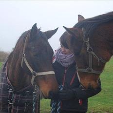 Dansk Varmblod Belisha
