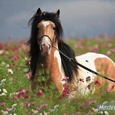 Irish Cob Cillbarra Golden Vale