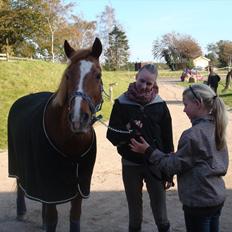 Anden særlig race Oliver