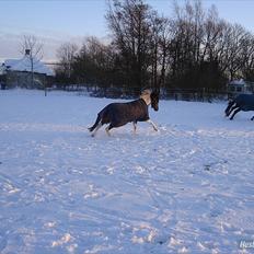 Anden særlig race Jumpy