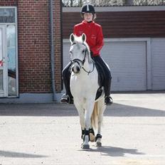 Anden særlig race Tristan Silverboy