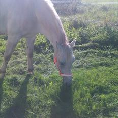 Anden særlig race luatello