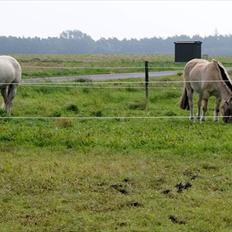Anden særlig race luatello