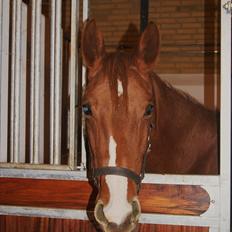 Palomino Ladimentos!