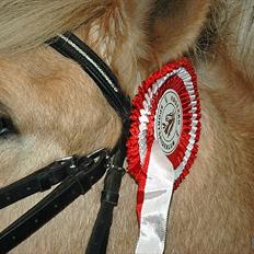 Fjordhest Hesselbjerg's Musse