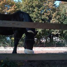 New Forest Nyskovens Antares