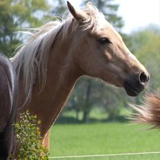 Palomino Klepholms Athene