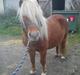 Shetlænder Futte