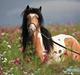 Irish Cob Cillbarra Golden Vale