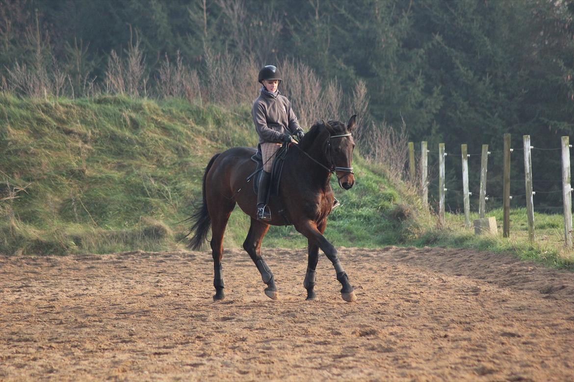 Dansk Varmblod Rubellit billede 11