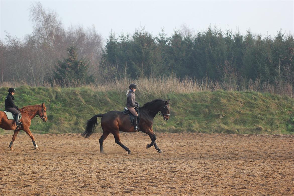 Dansk Varmblod Rubellit billede 4