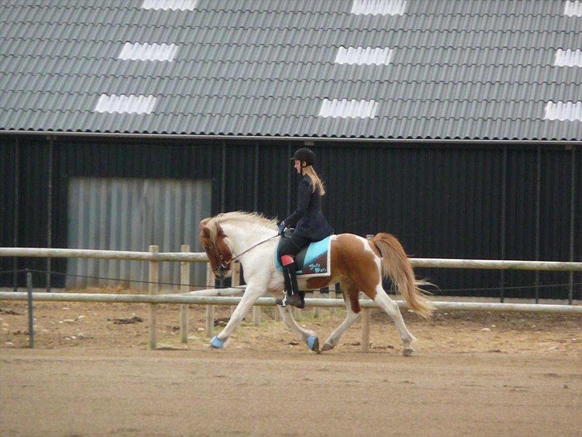 Islænder baldur fra smedegård - sensommerstævne 2011 <3 billede 3