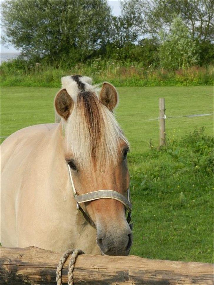 Fjordhest SAMBO *Bamme* - Min søde lille pony!<3.
 billede 7