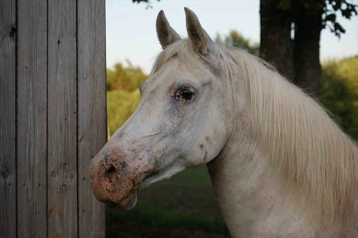 Tysk Sportspony †Anuschka† :'( MIT ALT ! billede 1