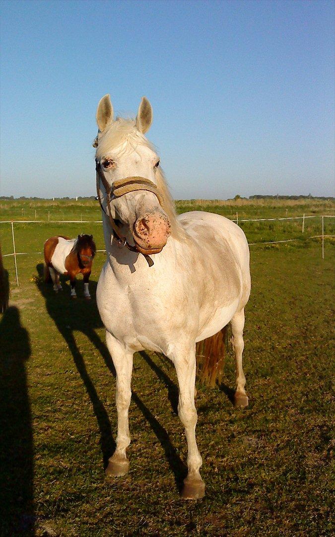 Tysk Sportspony †Anuschka† :'( MIT ALT ! - smukke, beskidte pony til sommer ! billede 10