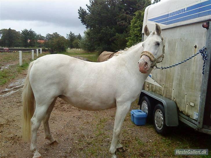 Tysk Sportspony †Anuschka† :'( MIT ALT ! - lækre! billede 11