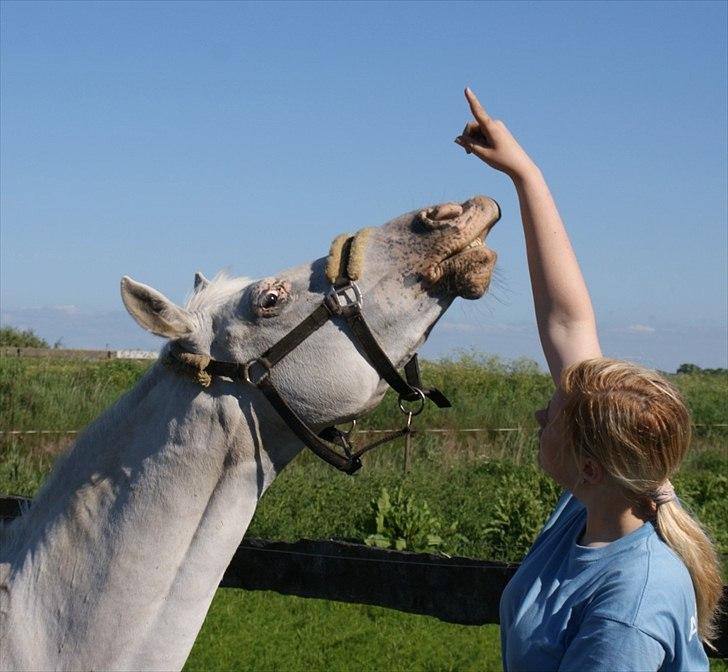 Tysk Sportspony †Anuschka† :'( MIT ALT ! - smile på kommando (: billede 13