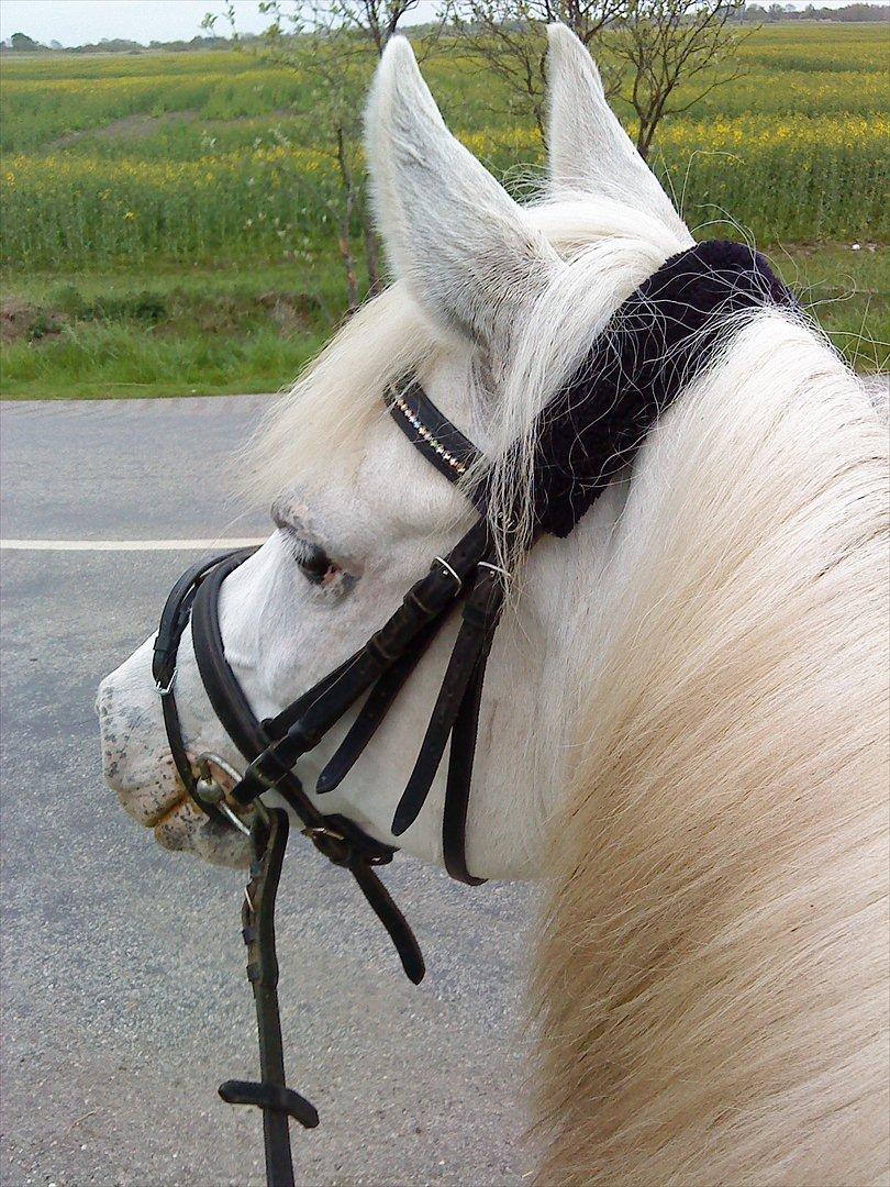 Tysk Sportspony †Anuschka† :'( MIT ALT ! - første tur alene! kun dig og mig.. det føltes helt speciel.. tak for den tid med dig smukke! jeg kommer aldrig til at glemme tiden!:') <3  billede 20