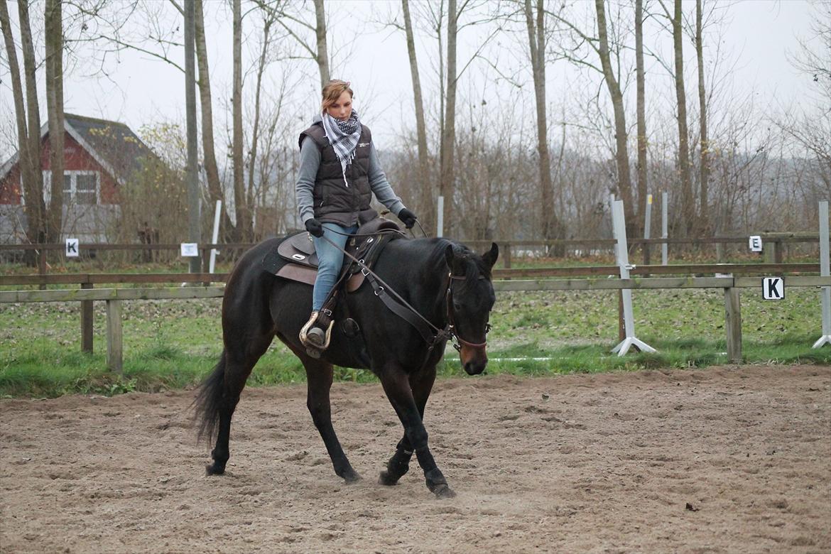 Quarter Timber Ranch Shilooh - 13/11-11 billede 9