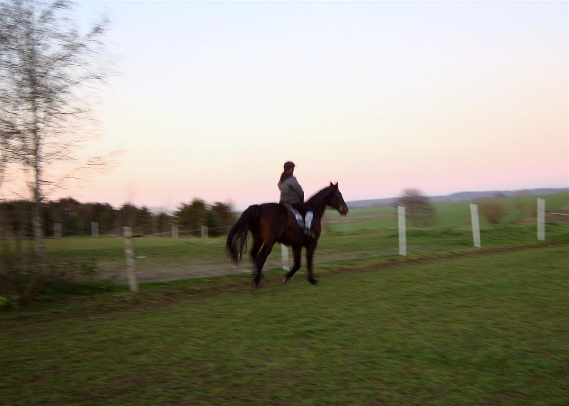 Anden særlig race Teglgårdens Farengo billede 16