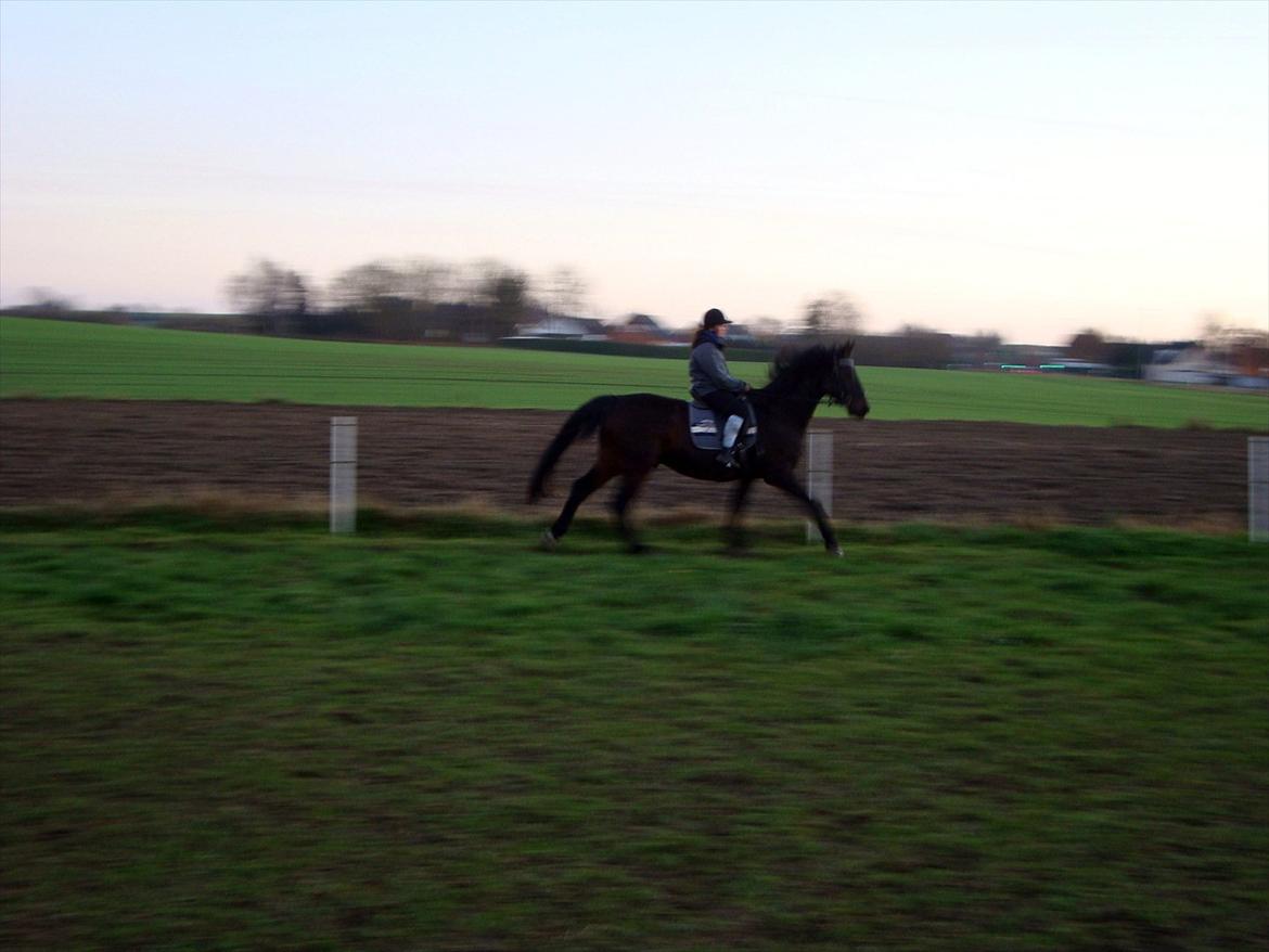 Anden særlig race Teglgårdens Farengo billede 17