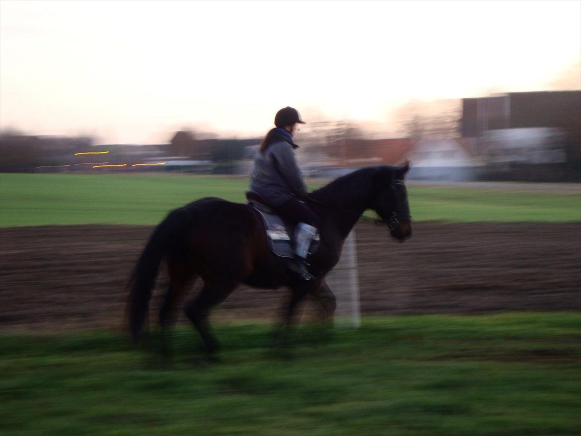 Anden særlig race Teglgårdens Farengo billede 18