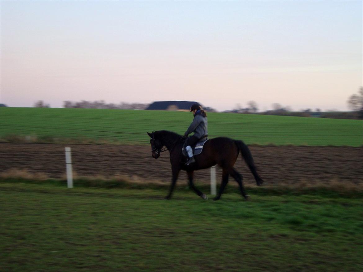 Anden særlig race Teglgårdens Farengo billede 19