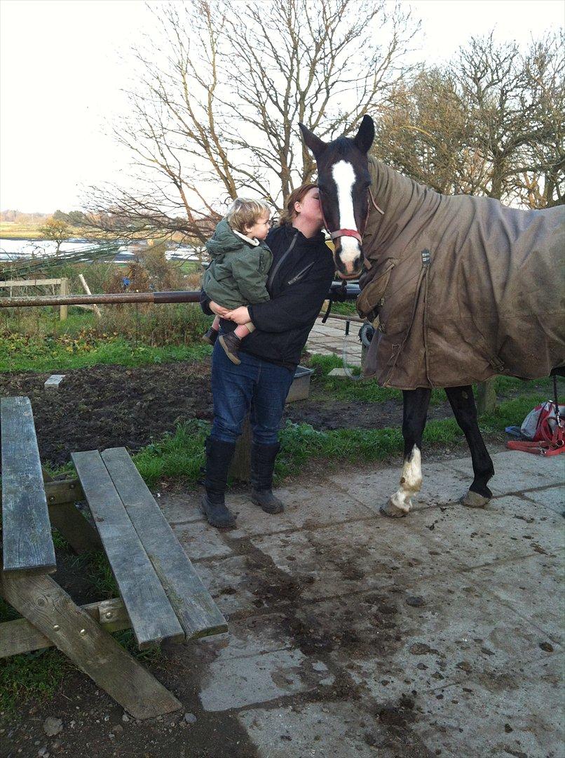 Dansk Varmblod zaragoza - min lillebror elsker zago, og han elsker at være med på gården! han bliver emma syg, og han vil være med til det hele! han elsker at muge d: billede 7