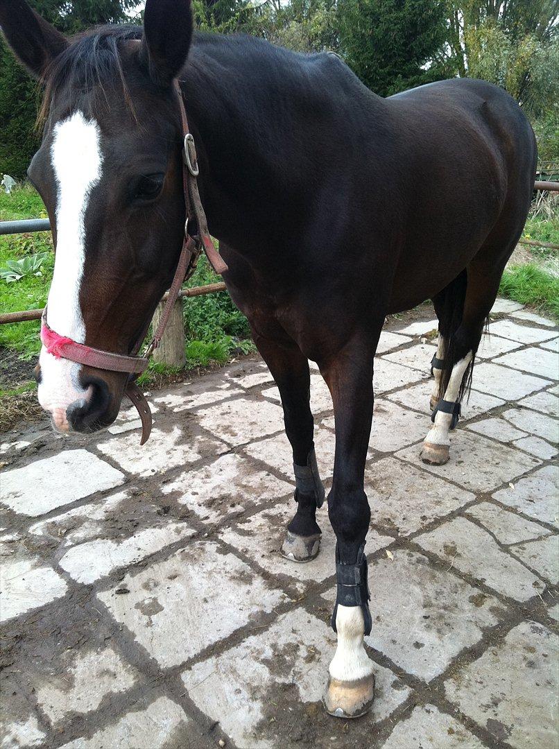 Dansk Varmblod zaragoza - hun har virkelig små hove, og ingen pandelok haha :D synes selv det her billed er helt vildt sødt! billede 8