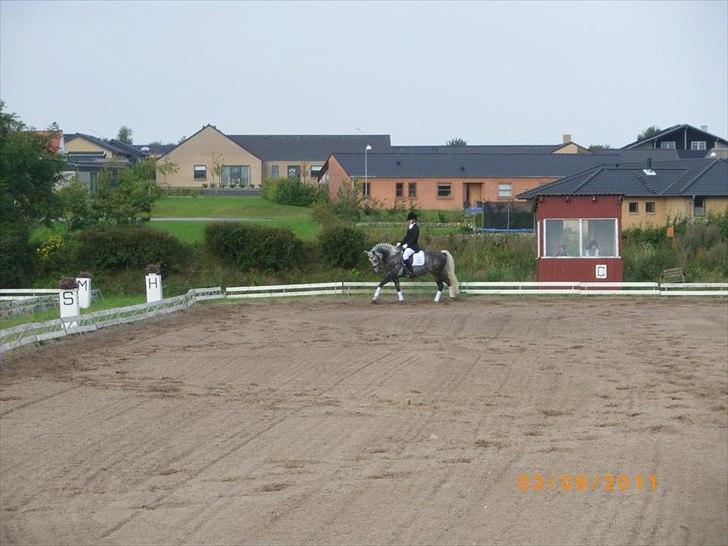 Anden særlig race Siska billede 15