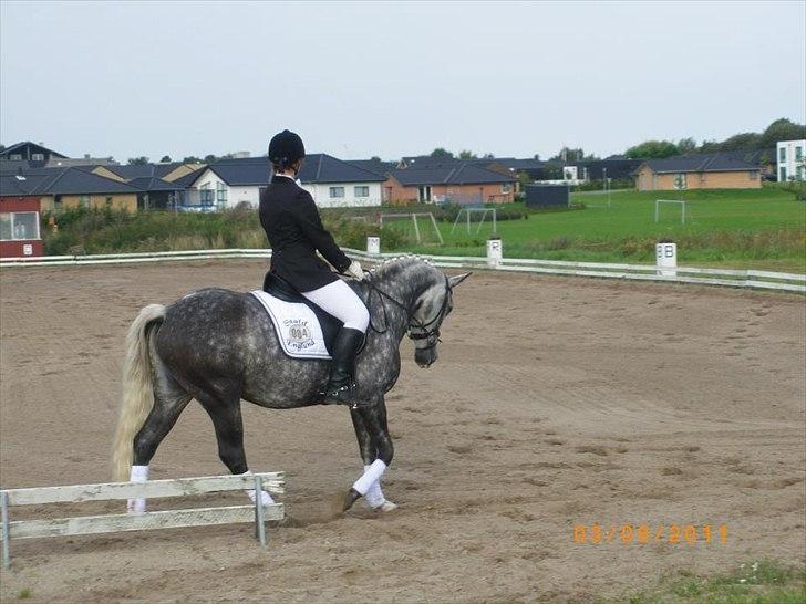 Anden særlig race Siska - Nibecup 2011 billede 18