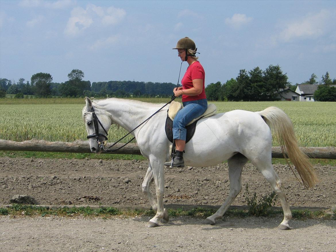 Arabisk fuldblod (OX) • Ciska billede 8