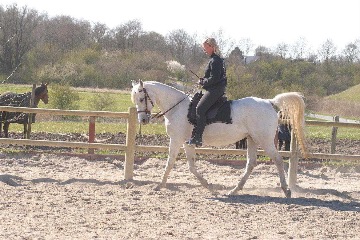 Arabisk fuldblod (OX) • Ciska billede 10