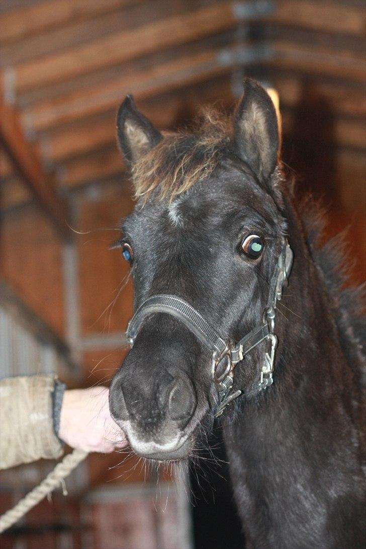 New Forest Calandias Eclipse billede 8