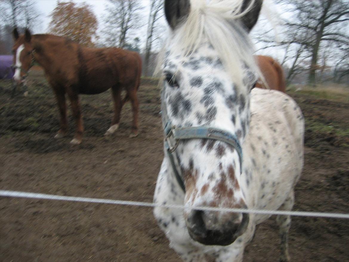 Knabstrupper Dina<3 - Se mig se mig jeg er smuk!<3 billede 11