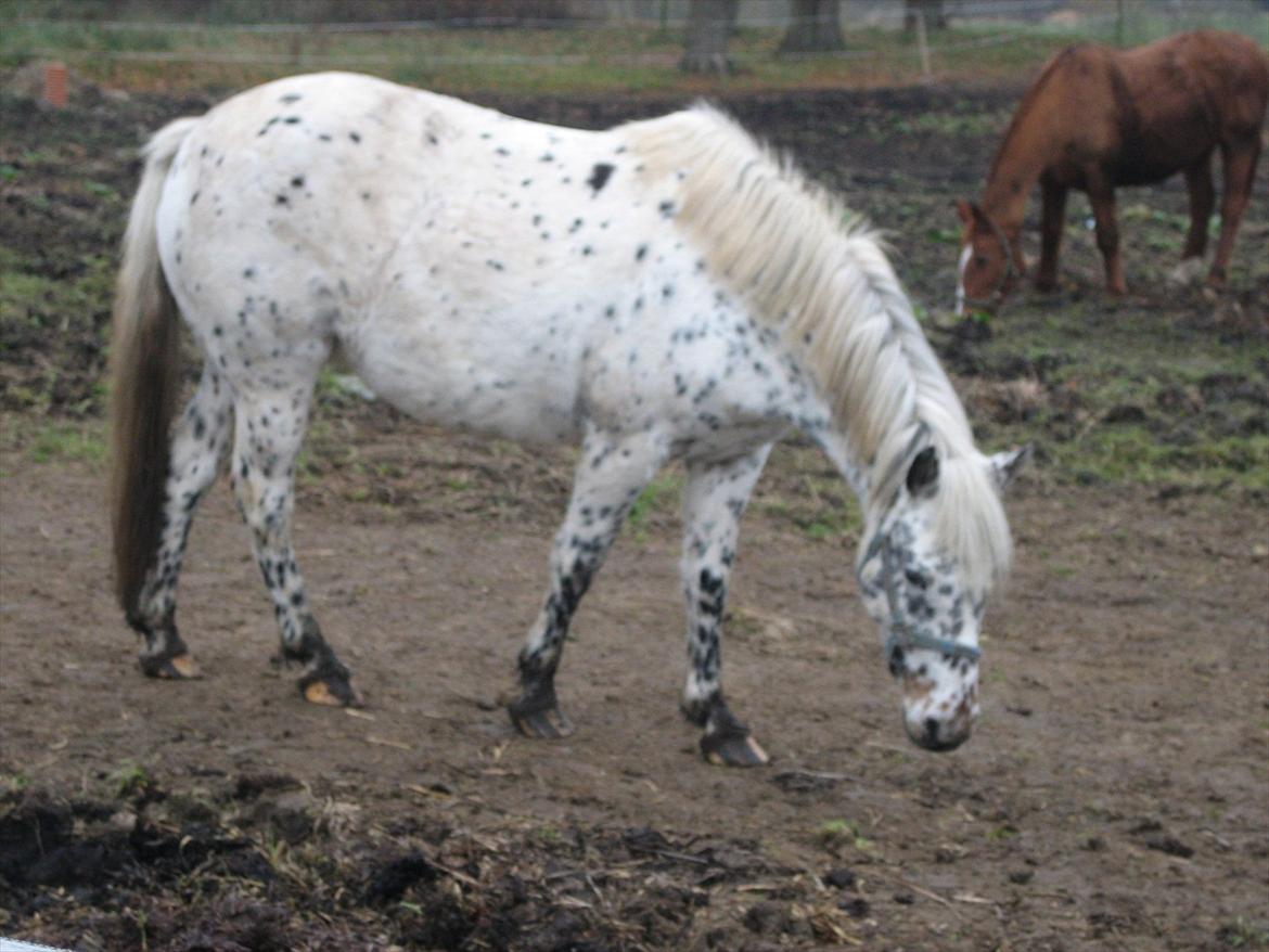 Knabstrupper Dina<3 billede 12