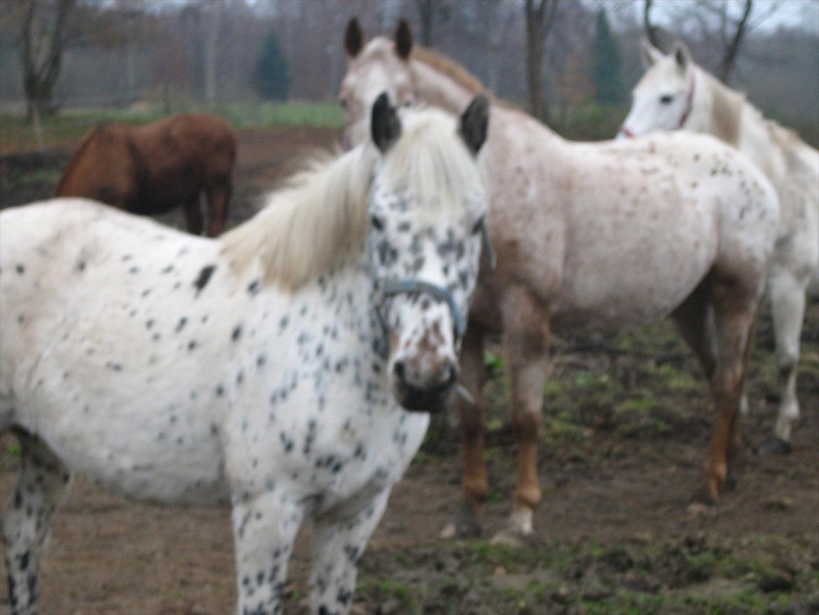 Knabstrupper Dina<3 - Hej hej tak fordi I kiggede forbi:D  billede 19