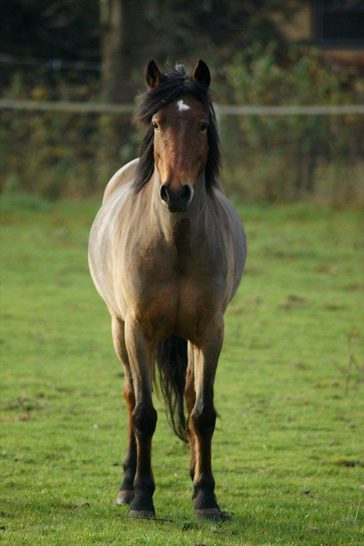 Anden særlig race Stjerne - den 15. November billede 5