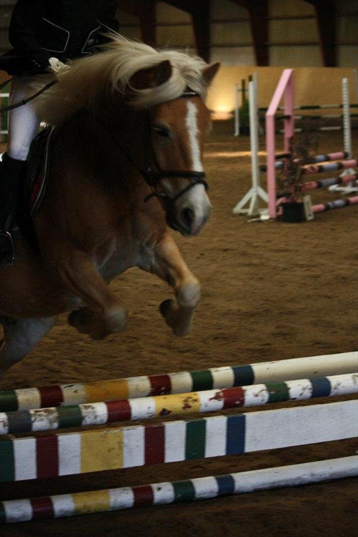 Haflinger Stanley (Tidl. part<3) billede 12