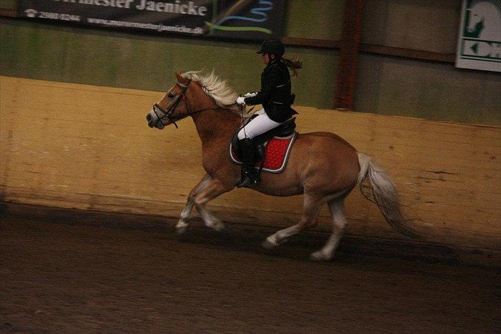 Haflinger Stanley (Tidl. part<3) billede 13