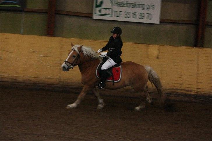 Haflinger Stanley (Tidl. part<3) billede 14