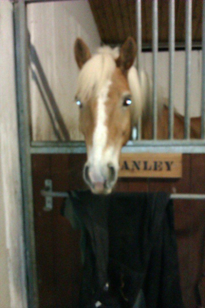 Haflinger Stanley (Tidl. part<3) billede 15