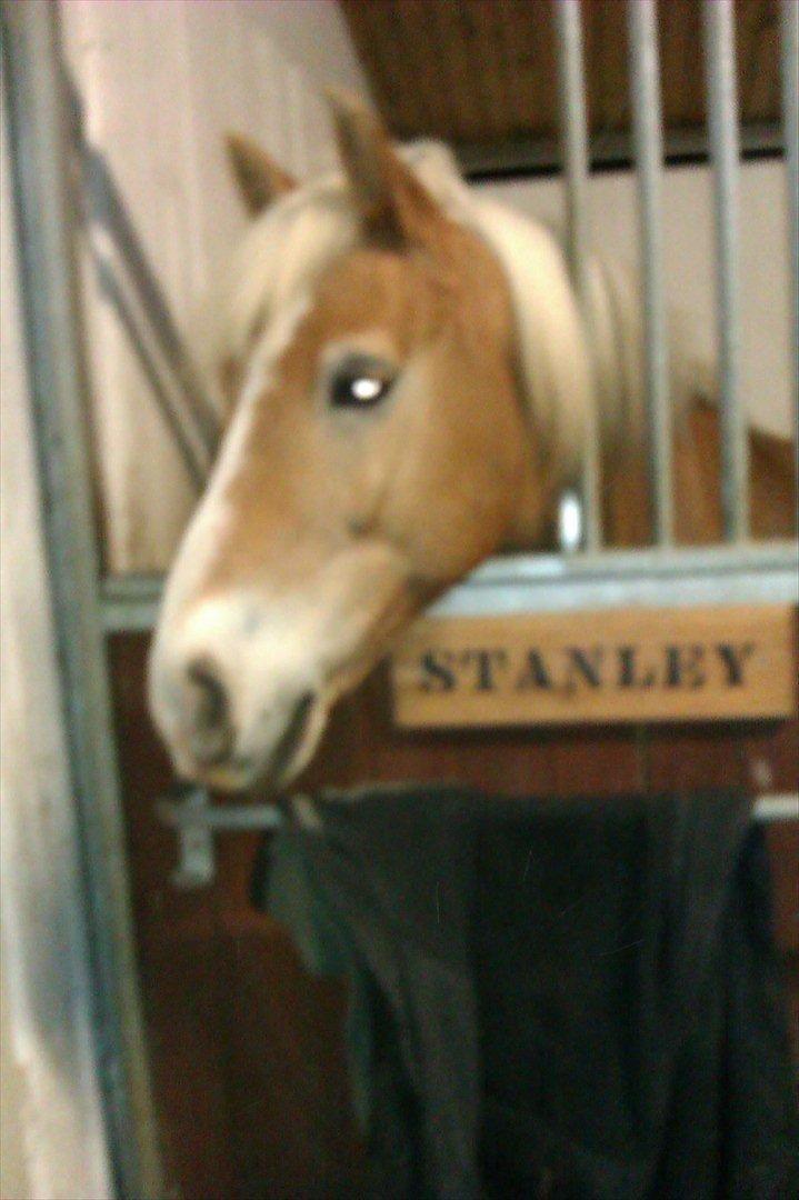 Haflinger Stanley (Tidl. part<3) billede 16