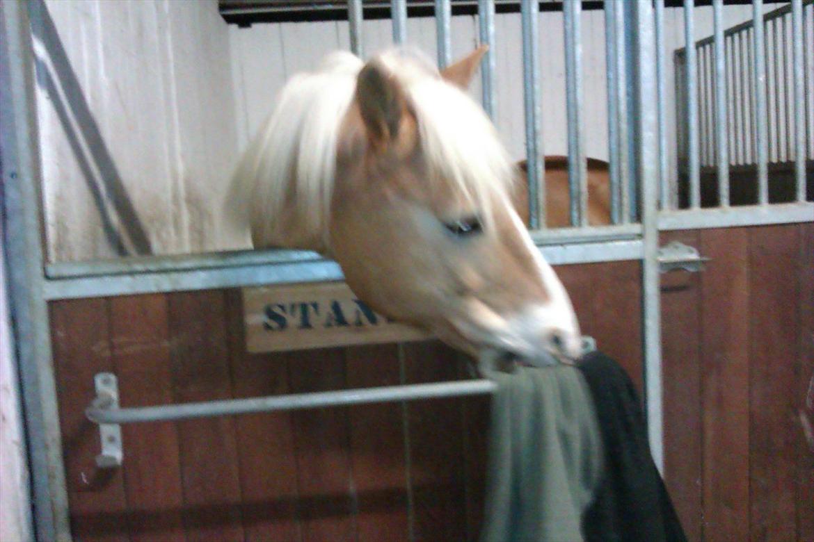 Haflinger Stanley (Tidl. part<3) billede 17