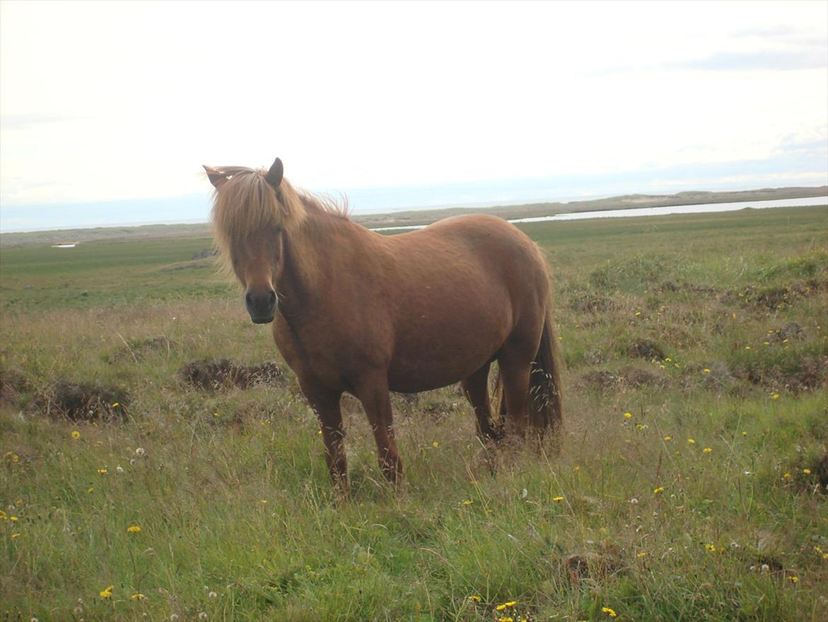 Islænder Djásn - ude på marken :P billede 4