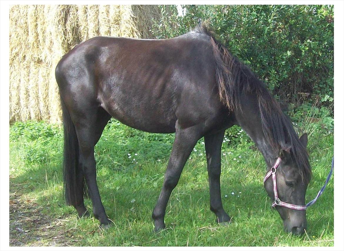 Anden særlig race Briza - September 2010 og lige ankommet. billede 7