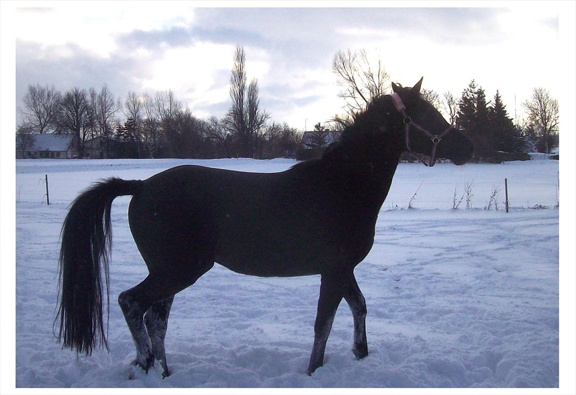 Anden særlig race Briza - December 2010 billede 5